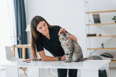 Kulakları kontrol ediyorum. İskoç kedisi kadın veterinerle birlikte kuaförde..