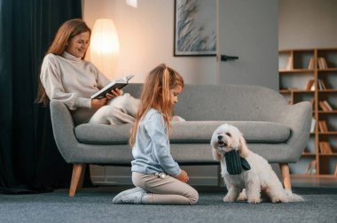 Yan görüş. Kız evcil hayvanıyla oynuyor. Anne ve kızı evde Malta köpeğiyle birlikte..