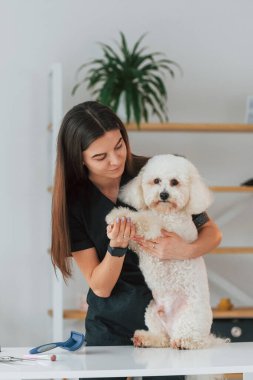 Masada oturuyor. Şirin küçük köpek bakım stüdyosunda..