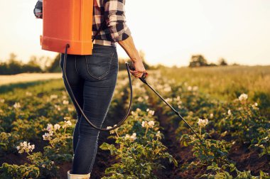 Manzarayı kapat. Patates serpmek için ekipman kullanmak. Gündüz vakti tarımda bir kadın var..