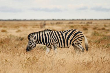 Yan görüş. Zebra gündüz vakti vahşi doğada.