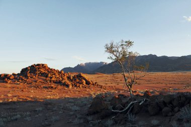 Ağaçlar ekstrem iklim topraklarında yetişiyor. Afrika çölündeki muhteşem manzaraların görkemli manzarası.