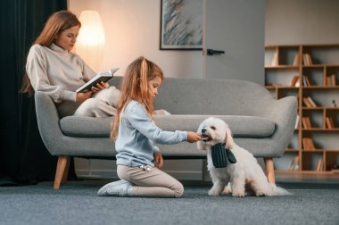 Yan görüş. Kız evcil hayvanıyla oynuyor. Anne ve kızı evde Malta köpeğiyle birlikte..