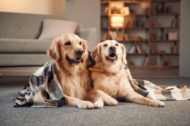 İki Golden Retriever 'ın portresi..