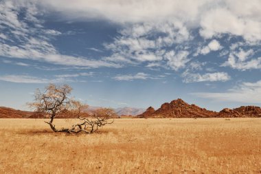 Ağaçlar ekstrem iklim topraklarında yetişiyor. Afrika çölündeki muhteşem manzaraların görkemli manzarası.