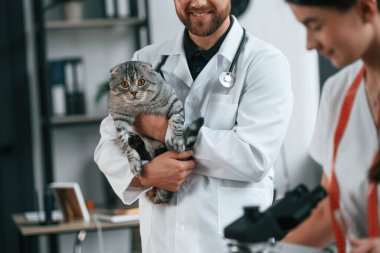 Profesyonel işçiler. Erkek ve kadın doktorlar klinikte İskoç katlı gri tekir kediyle ilgileniyorlar..