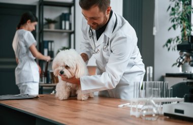 Erkek ve kadın doktorlar klinikte Malta 'lı köpekle ilgileniyorlar.