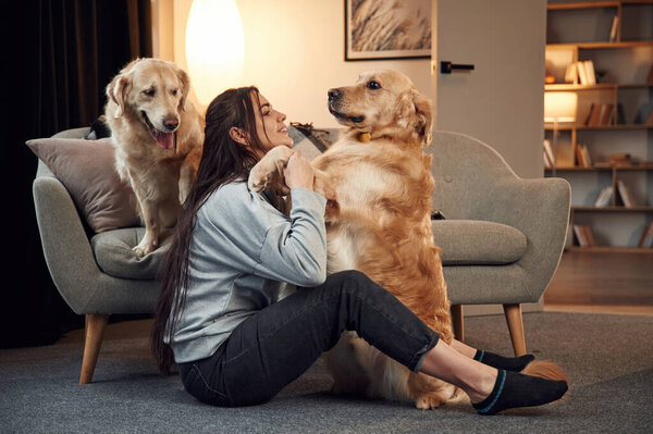 Embracing and having fun. Woman is with two golden retriever dogs at home.