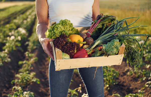 Holding vegetables in wooden box. Woman is on the agricultural field at daytime.