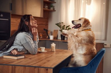 Masada otururken numaralar yapıyor. Kadın Golden Retriever köpeğiyle evde..