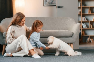 Aile evcil hayvanlarla birlikte yerde. Anne ve kızı evde Malta köpeğiyle birlikte..