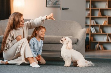 Evcil hayvanla oynuyordum. Anne ve kızı evde Malta köpeğiyle birlikte..