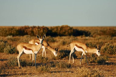 Anthelope 'lerin çoğu Afrika' daki vahşi doğada..