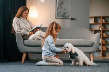 Yan görüş. Kız evcil hayvanıyla oynuyor. Anne ve kızı evde Malta köpeğiyle birlikte..