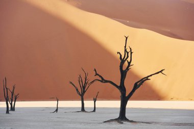 Kumda ölü ağaçlar var. Afrika çölündeki muhteşem manzaraların görkemli manzarası.