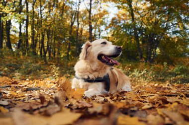 Yerde oturuyordum. Tatlı köpek güpegündüz sonbahar ormanında açıktadır..