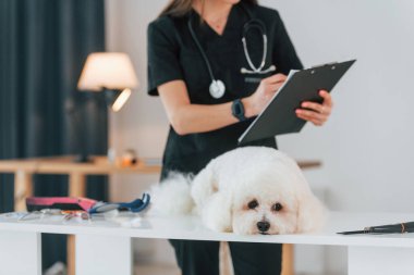 Küçük şirin köpek veteriner kliniğinde..