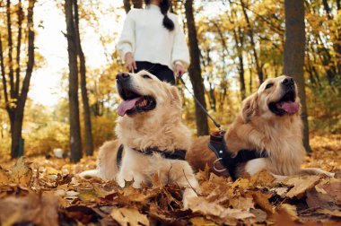Ön manzara, güzel hayvan portresi. Sonbahar ormanında iki köpeğiyle yürüyüşe çıkmış bir kadın..