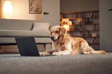 Dizüstü bilgisayarın yanında oturuyor. Golden Retriever iç mekanda..