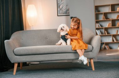 Sevimli hayvan kanepede. Küçük kız evde Malta köpeğiyle birlikte..