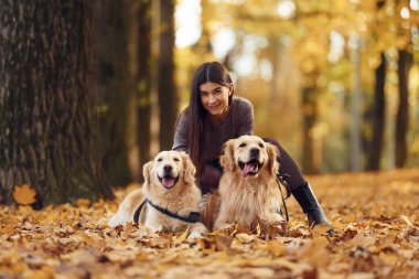 Genç bir kadın sonbahar ormanında iki köpeğiyle yürüyüşe çıktı..