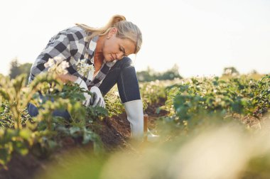 Patates bitkileriyle çalışmak. Gündüzleri tarımda çalışan bir kadın var..
