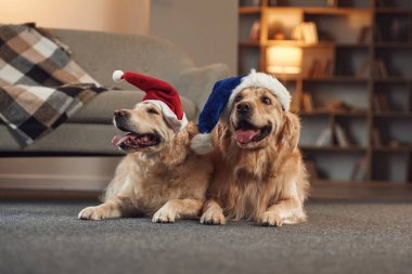 Yeni yıl kavramı. Noel Baba şapkalarıyla. İki Golden Retriever iç mekanda birlikte..