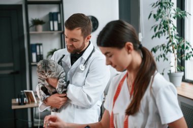 Elinde evcil hayvanla. Neşeli adam. Erkek ve kadın doktorlar klinikte İskoç katlı gri tekir kediyle ilgileniyorlar..