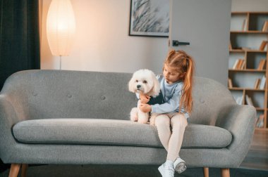 Hayvanı kucaklamak. Küçük kız evde Malta köpeğiyle birlikte..