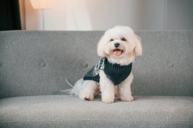 Kanepede oturuyordum. Şirin Malta köpeği evdeki odada..
