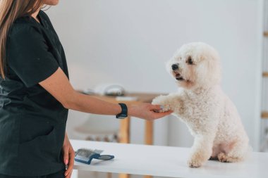 Pençelerini uzat. Şirin küçük köpek bakım stüdyosunda..