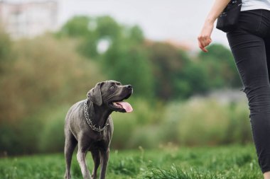 Genç esmer kız köpeğiyle dışarıda yürüyüş yapıyor..