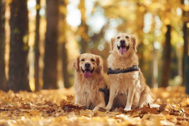 Two labrador retrievers are together in the forest at autumn season daytime. clipart