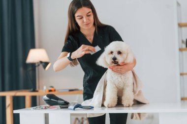 Ön manzara. Şirin küçük köpek bakım stüdyosunda..