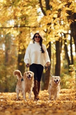 Siyah güneş gözlükleriyle. Sonbahar ormanında iki köpeğiyle yürüyüşe çıkmış bir kadın..