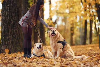 Genç bir kadın sonbahar ormanında iki köpeğiyle yürüyüşe çıktı..