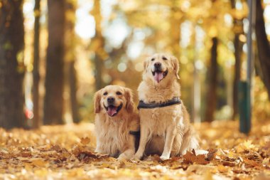 İki labrador avcısı güz mevsiminde güz mevsiminde ormanda beraberdirler..