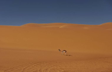 Anthelope yürüyor. Afrika çölündeki muhteşem manzaraların görkemli manzarası.