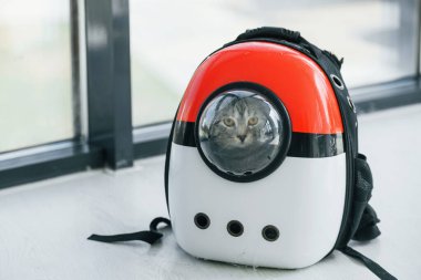 Evdeki hayvanlar için sırt çantasında oturan sevimli İskoç kedisi..