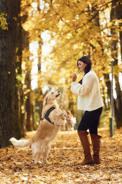 Numara yapıyor. Gündüz vakti bir kadın köpeğiyle birlikte güz ormanında yürüyüşe çıkıyor..