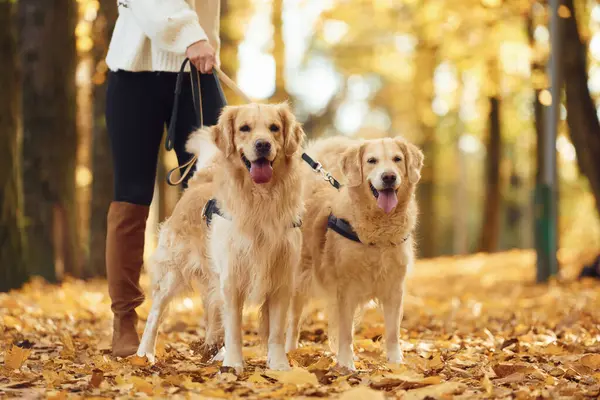 Doğanın tadını çıkarıyorum. Sonbahar ormanında iki köpeğiyle yürüyüşe çıkmış bir kadın..