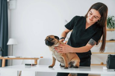 Saçını temizlemek için fırça kullanıyor. Pug, siyah elbiseli veterinerle kuaförde..