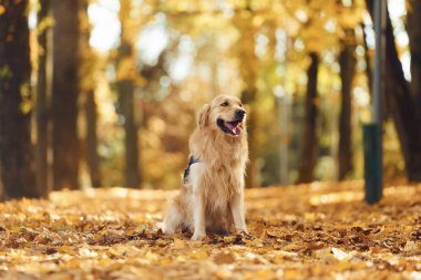 Mutlu şirin köpek güz ormanında gündüz vakti dışarıda..
