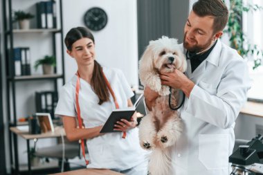 Hayvanı ellerimde tutuyorum. Erkek ve kadın doktorlar klinikte Malta 'lı köpekle ilgileniyorlar..