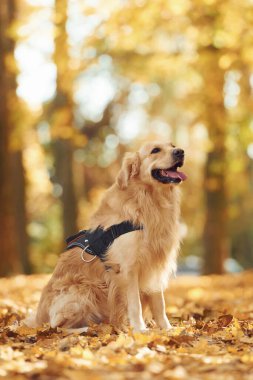 Yerde oturuyordum. Tatlı köpek güpegündüz sonbahar ormanında açıktadır..
