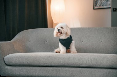 Kanepede oturuyordum. Şirin Malta köpeği evdeki odada..