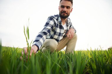 Aşağıdan bak. Oturup buğdayın kalitesini kontrol ediyorum. Yakışıklı genç adam tarım alanında..