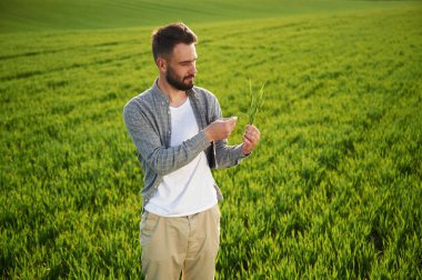 Buğday tutuyorum. Yakışıklı genç adam tarım alanında..