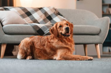 Sakin evcil hayvan rahatlar, yere yatar. Şirin Golden Retriever köpeği evin içinde..