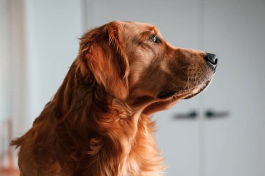 Yan taraftaki portreyi kapat. Şirin Golden Retriever köpeği evin içinde..
